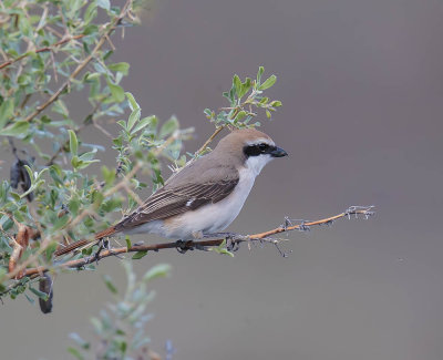 Turkestan Shrike (male)