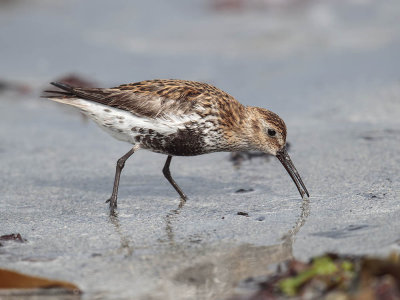 Dunlin