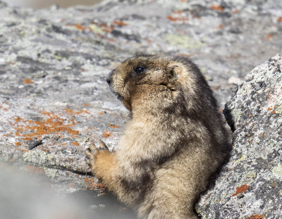 Long-tailed Marmot 