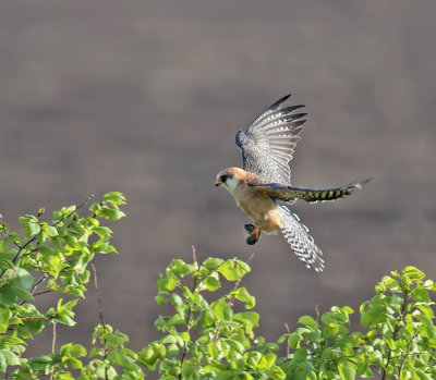 Red-footed Falcon (female)