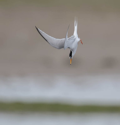 Little Tern