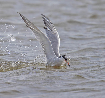 Common Tern 