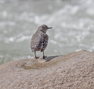 Brown Dipper (juvenile)