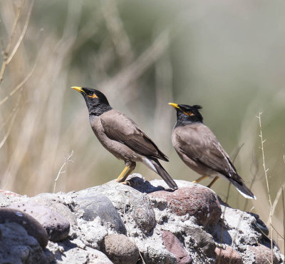 Common  Myna 