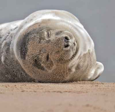 Grey Seal (pup)