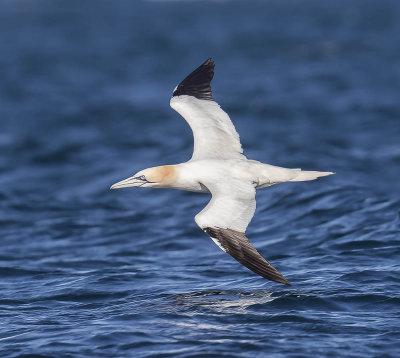 Gannet 