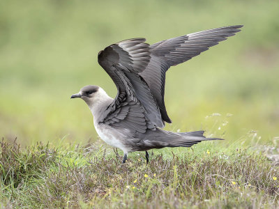 Arctic Skua 