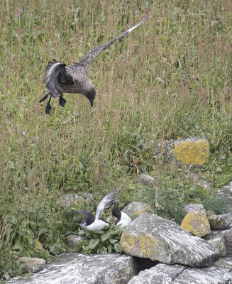 Great Skua 