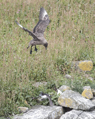 Great Skua