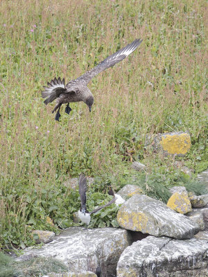 Great Skua
