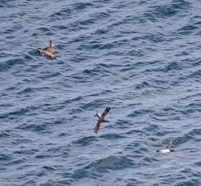 Great Skua attacking Guillemots