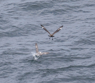 Great Skua and Fulmar
