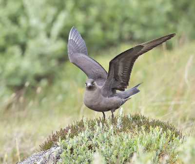 Arctic Skua 