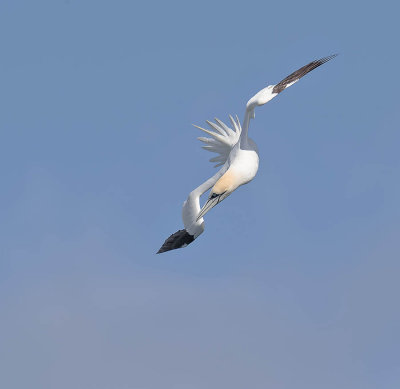 Gannet 