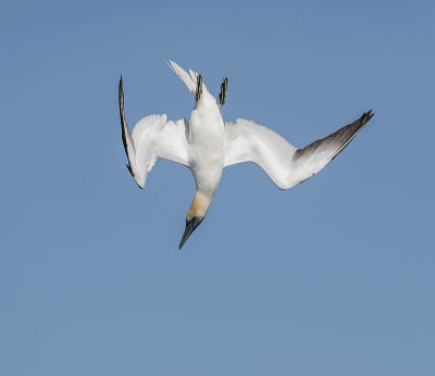 Gannet 