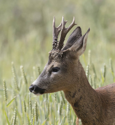 Roe buck