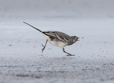 Pied Wagtail (female)