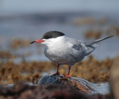 Common Tern 