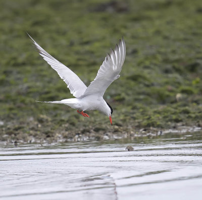 Common Tern 