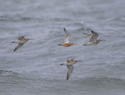 Bar-tailed Godwit with Whimbrel