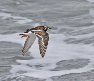 Turnstone 