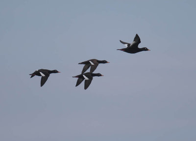 Velvet Scoter 