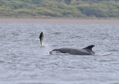 Bottlenose Dolphin and Salmon