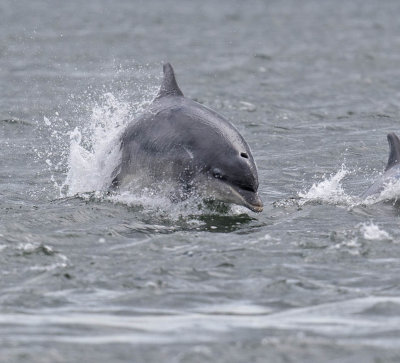 Bottlenose Dolphin