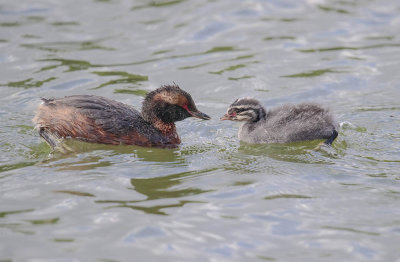 Slavonian Grebes 