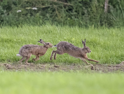 Brown Hares 