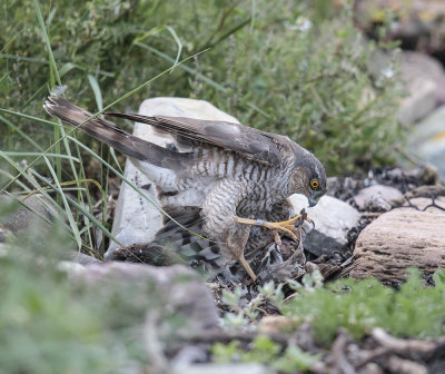 Sparrowhawk with Starling