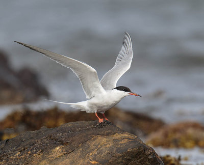 Common Tern 