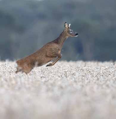 Roe deer 