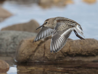 Dunlin 