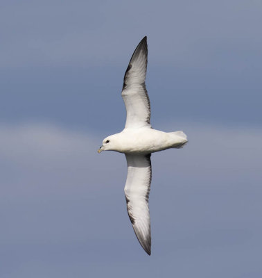 Fulmar 