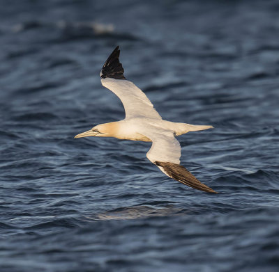 Gannet 