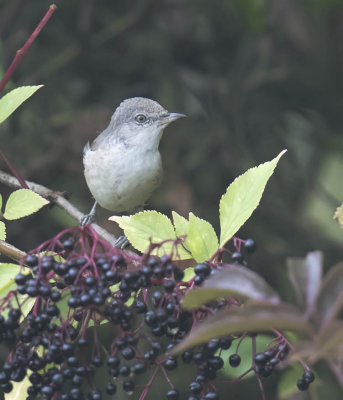 Barred Warbler 