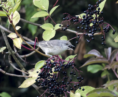 Barred Warbler 