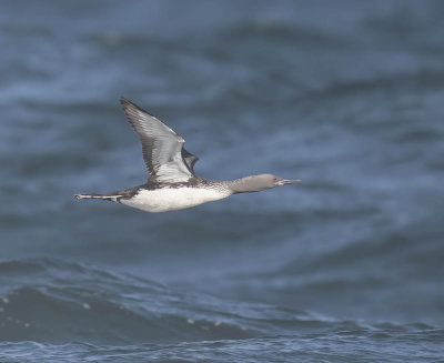 Red-throated Diver