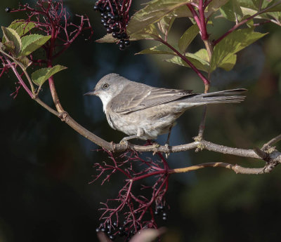 Barred Warbler 