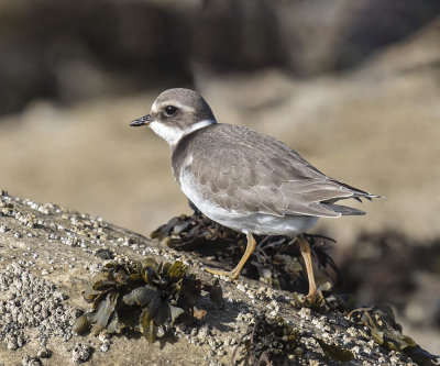 Ringed Plover 