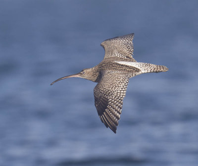 Curlew 