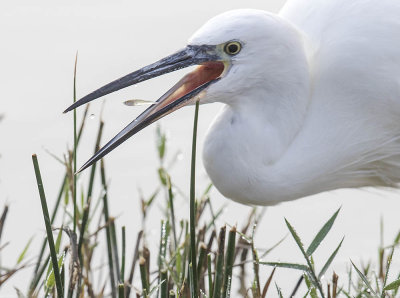 Little Egret 