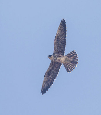 Eleanora's Falcon (juvenile)
