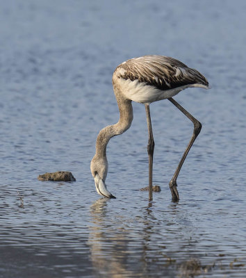 Greater Flamingo (juvenile)