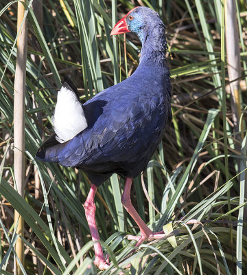 Purple Swamphen 