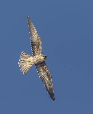 Eleanora's Falcon (juvenile)