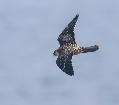 Eleanora's Falcon (juvenile)