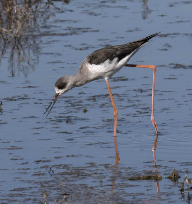 Black-winged Stilt (juvenile)