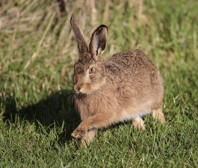 Brown Hare 